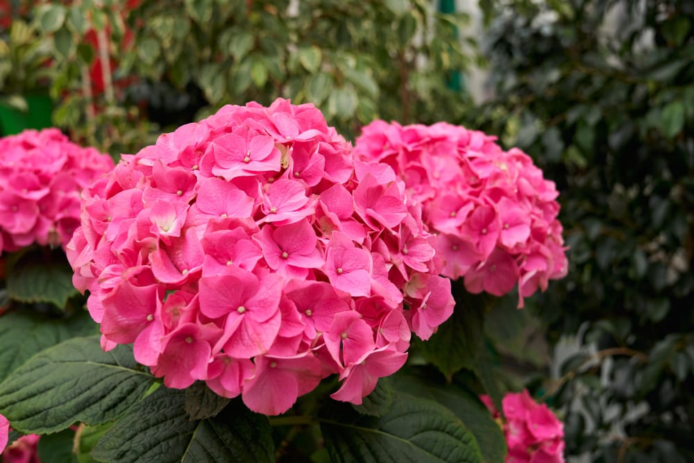 makna dan arti bunga hydrangea